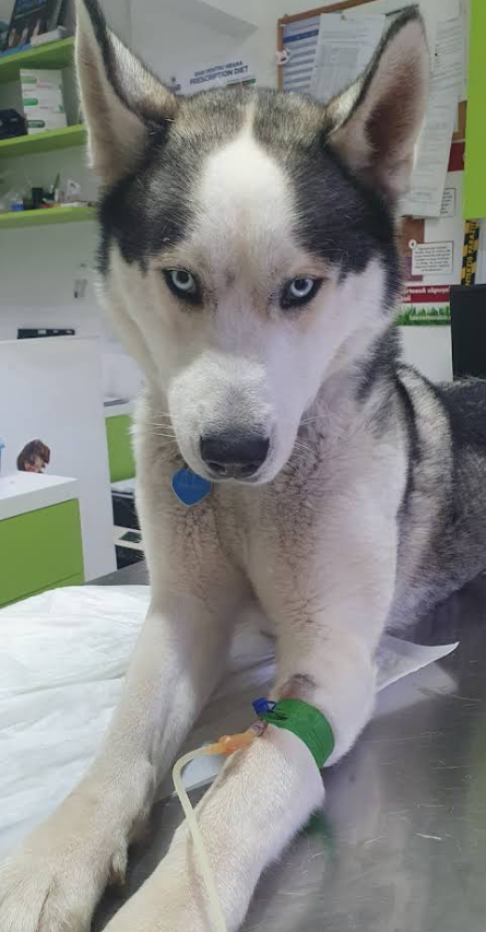 Husky la clinică
